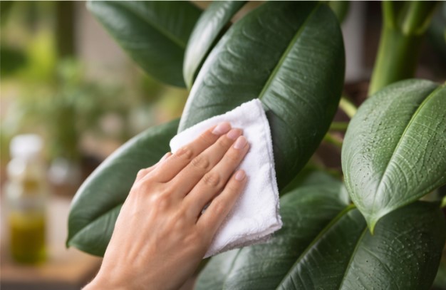 Preventing pests and cleaning houseplant leaves regularly