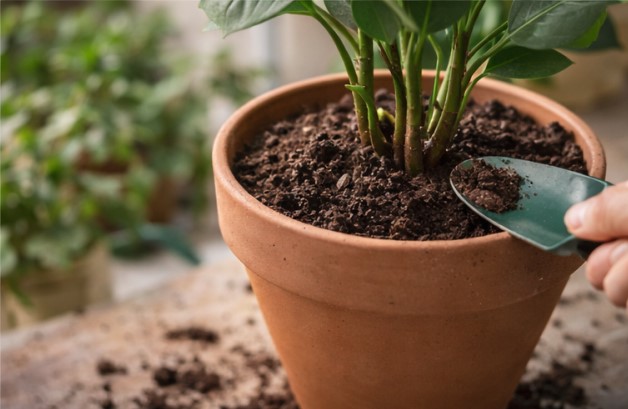 Watering lightly after repotting and keeping the plant in shade