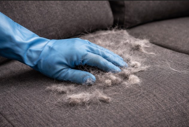 A damp blue rubber glove gathering pet hair from a dark fabric sofa